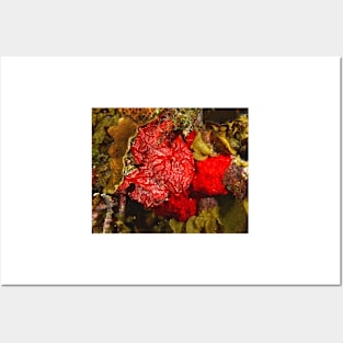 Red Coral Sponge Posters and Art